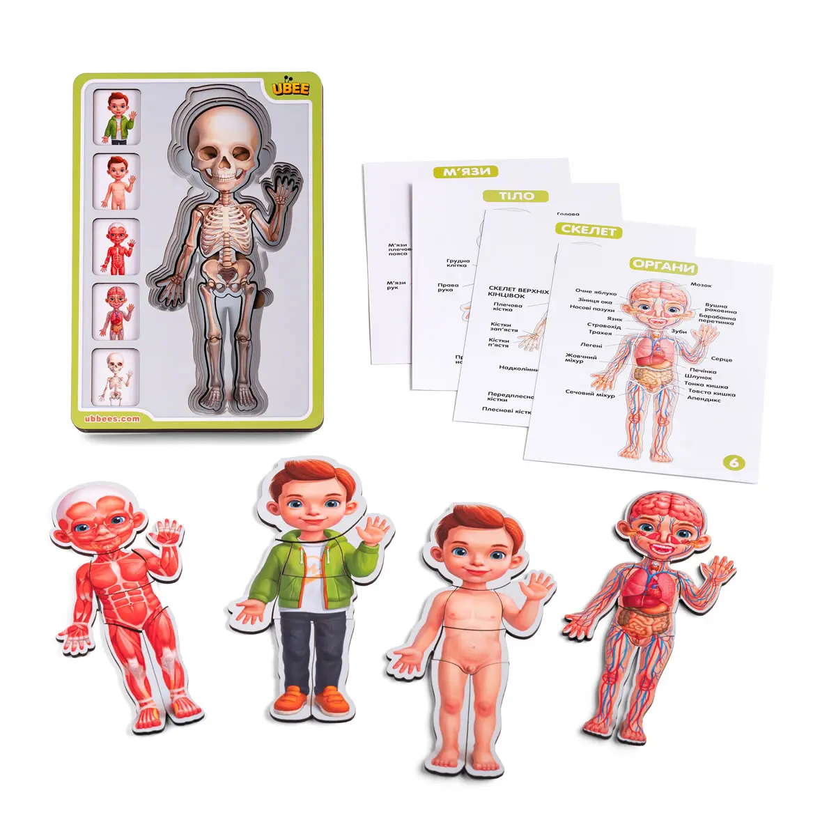 Дерев'яний 5 шаровий пазл (дерев'яний вкладка) "Анатомія людини – хлопчик"